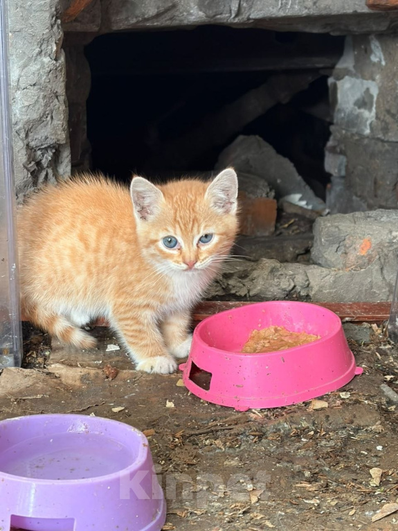 Кошки в Москве: Котенок Жора ищет дом Мальчик, Бесплатно - фото 3