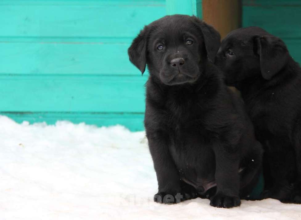 Собаки в Калининграде: Щенки лабрадора в Калининграде РКФ Мальчик, 50 000 руб. - фото 3