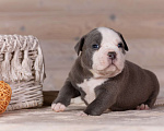 Собаки в Королеве: Американский булли стандарт Мальчик, 200 000 руб. - фото 3