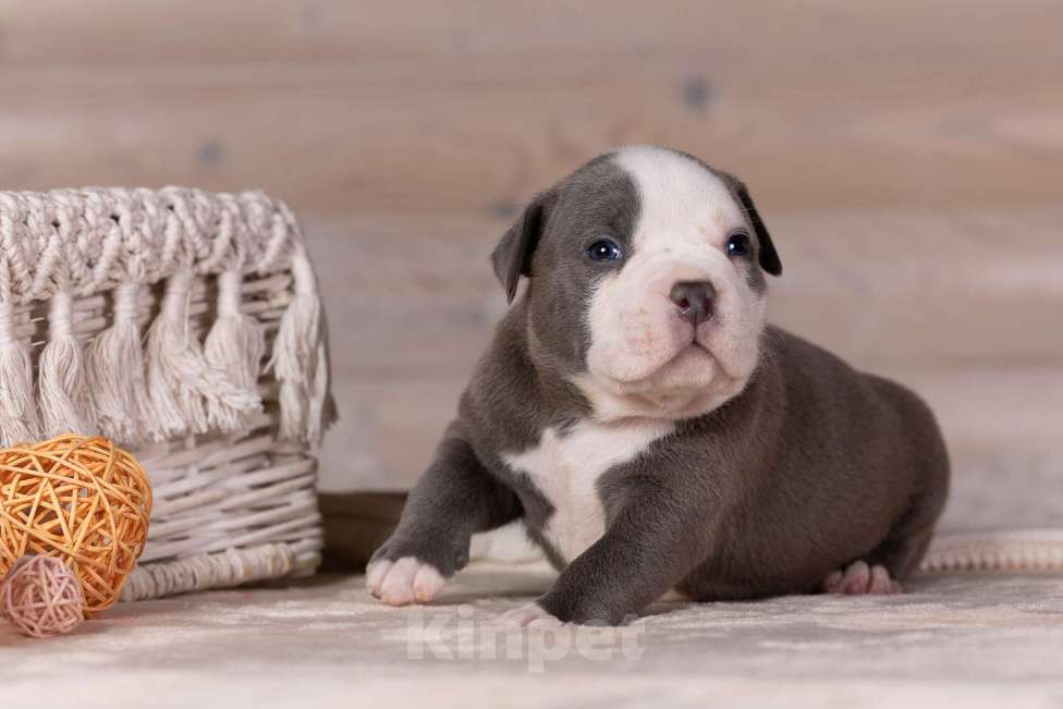 Собаки в Королеве: Американский булли стандарт Мальчик, 200 000 руб. - фото 3