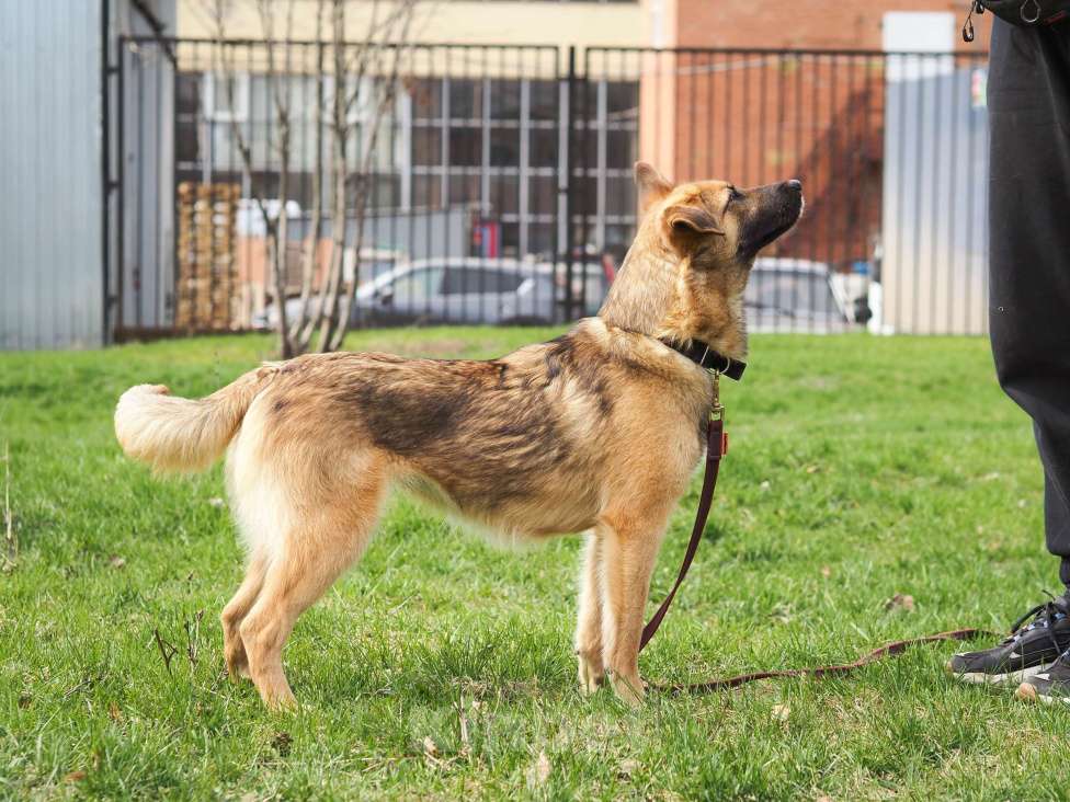 Собаки в Москве: Лея Девочка, 300 руб. - фото 4
