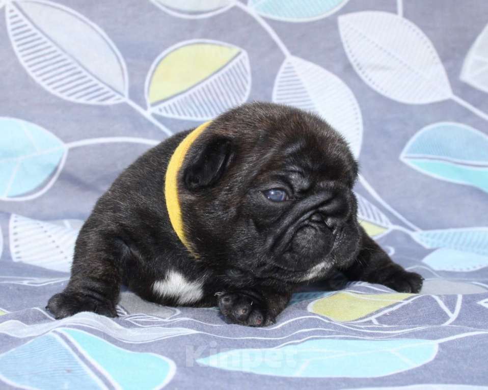 Собаки в Москве: щенки ркф Мальчик, 60 000 руб. - фото 2