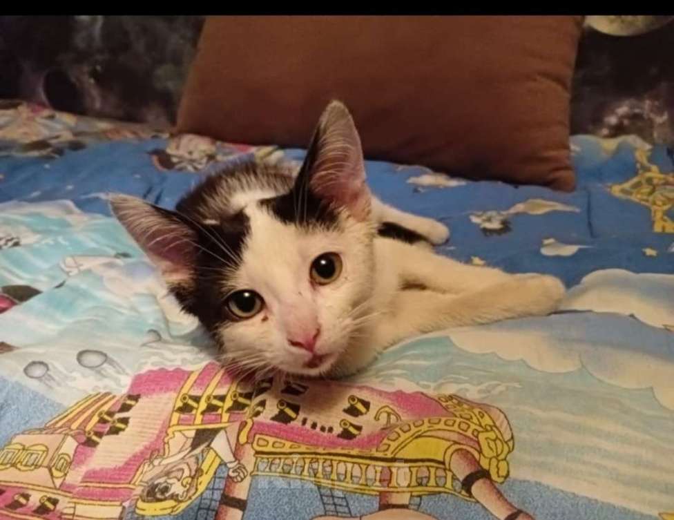 Кошки в Санкт-Петербурге: Отдадим котика в хорошие руки Мальчик, Бесплатно - фото 2