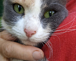 Кошки в Тюмени: Милая кошечка Муся Девочка, Бесплатно - фото 2