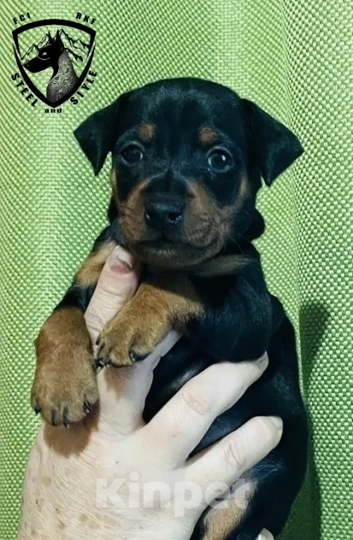 Собаки в Ялте: Великолепные щенки цверг пинчера Мальчик, 40 000 руб. - фото 8