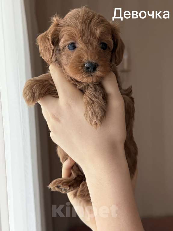 Собаки в Москве: Щенки мальтипу Девочка, 60 000 руб. - фото 2