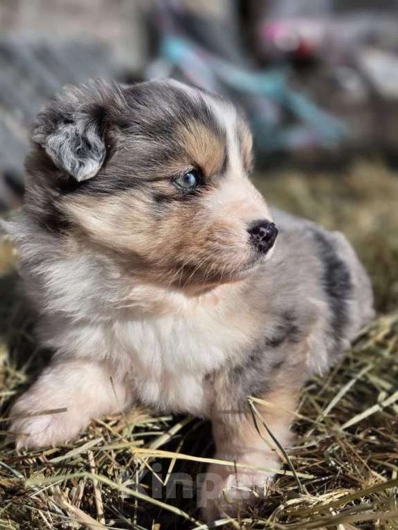 Собаки в других городах Московской области: миниатюрная американская овчарка Девочка, 120 000 руб. - фото 2