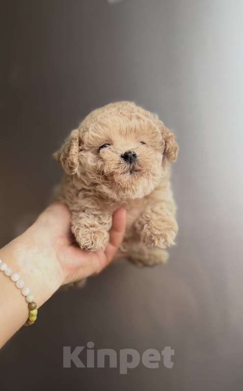Собаки в Ростове-на-Дону: Мальтипу девочка мини Девочка, 100 000 руб. - фото 10