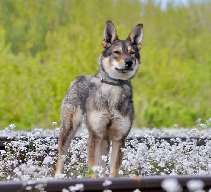 Собаки в Ярославле: Манюня ждет Вас в приюте! Девочка, Бесплатно - фото 2