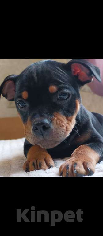 Собаки в Казани: Английский Стаффордширский Бультерьер Мальчик, 50 000 руб. - фото 3