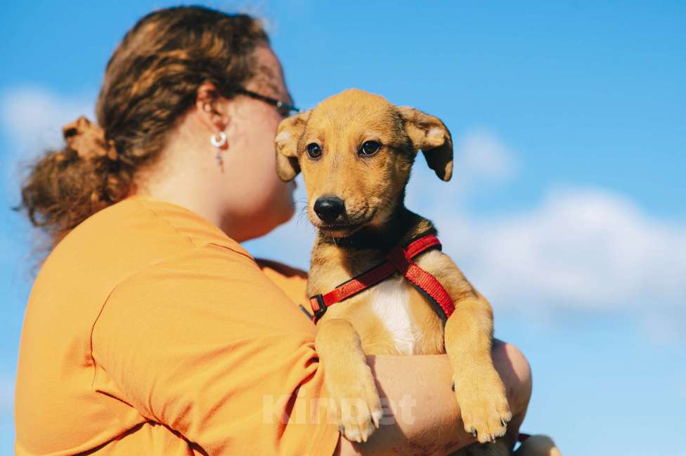 Собаки в Москве: Хурма Девочка, Бесплатно - фото 8