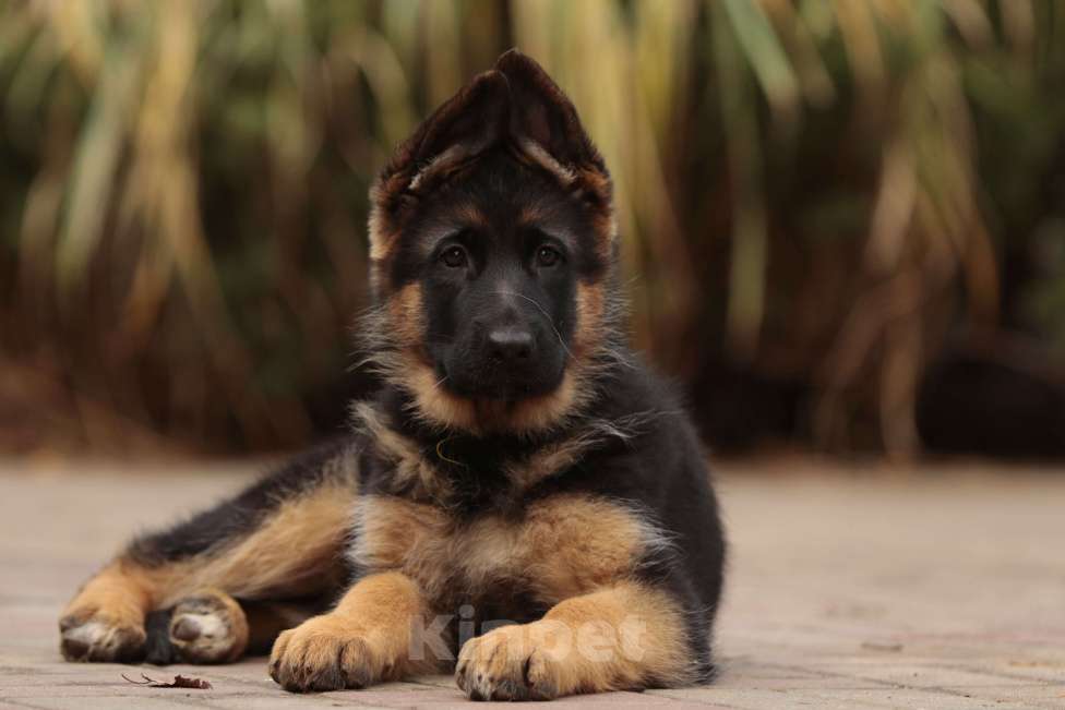 Собаки в Раменском: Великолепная принцеса  Девочка, 55 000 руб. - фото 4