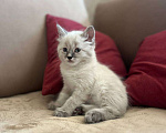Кошки в Йошкаре-Оле: Котята породы Невская маскарадная Мальчик, 8 000 руб. - фото 4