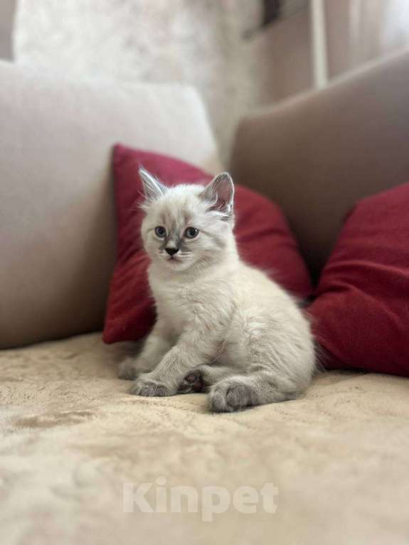 Кошки в Йошкаре-Оле: Котята породы Невская маскарадная Мальчик, 8 000 руб. - фото 4