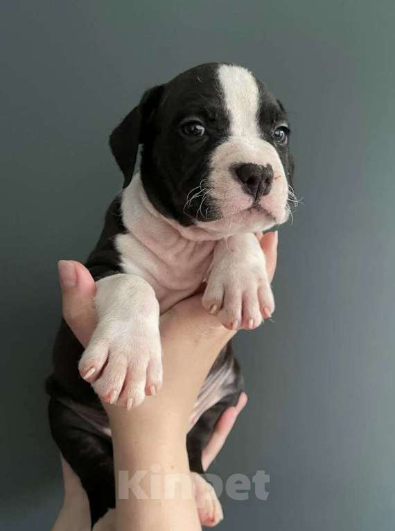 Собаки в Барнауле: Мальчики Стаффики Мальчик, 40 000 руб. - фото 5