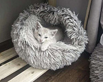 Кошки в Москве: Котенок в добрые руки Мальчик, Бесплатно - фото 4
