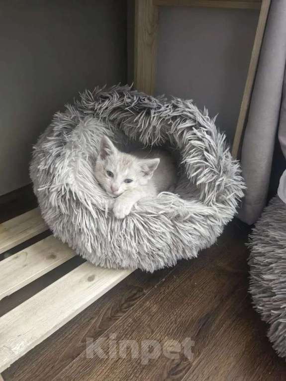 Кошки в Москве: Котенок в добрые руки Мальчик, Бесплатно - фото 4