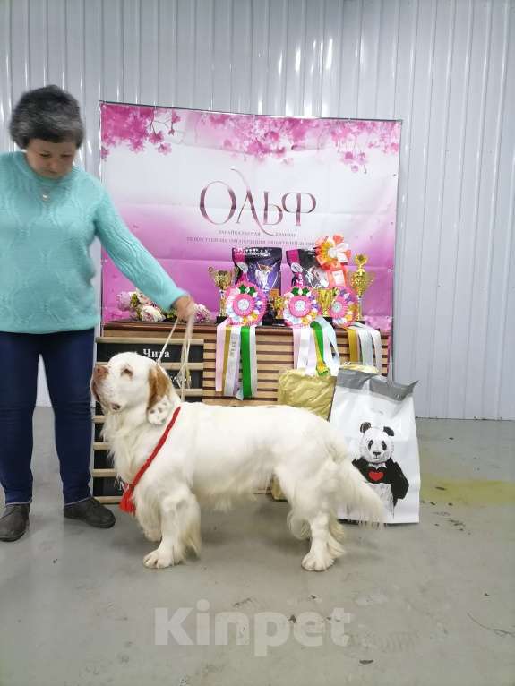 Собаки в Чите: Щенки кламбер спаниеля Разнополые, 50 000 руб. - фото 1