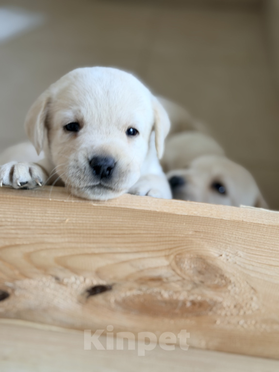 Собаки в других городах Тамбовской области: Щенки лабладор Девочка, 25 000 руб. - фото 5