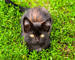 Кошки в Казани: Котёнок в добрые руки Девочка, Бесплатно - фото 4
