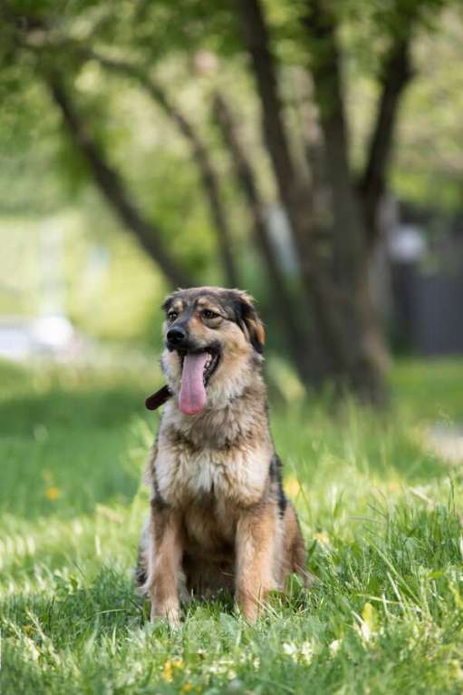 Собаки в Москве: Чудесная собака Мила ищет семью. Девочка, Бесплатно - фото 8