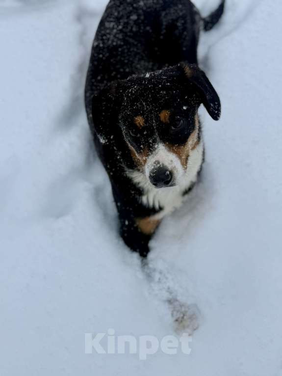 Собаки в Москве: Девочка для души Девочка, 30 000 руб. - фото 3