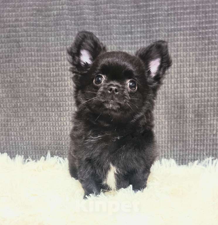 Собаки в Наро-Фоминске: чихуахуа мальчик Мальчик, 30 000 руб. - фото 2