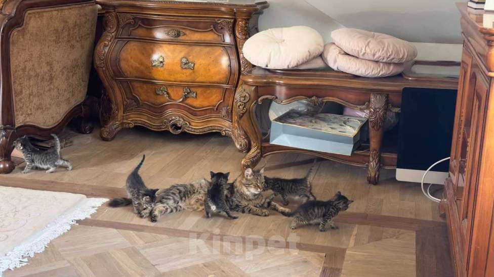 Кошки в других городах Московской области: Пушистые славные комочки для счастья Девочка, Бесплатно - фото 2