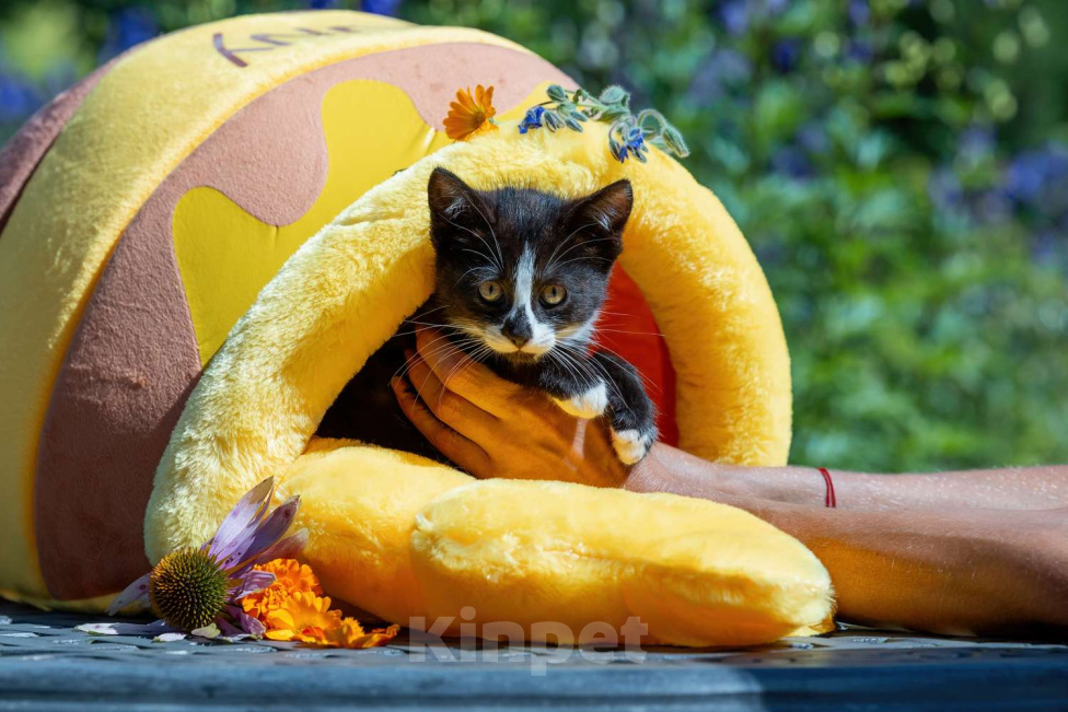 Кошки в Москве: Продаётся кошечка Девочка, 500 руб. - фото 3