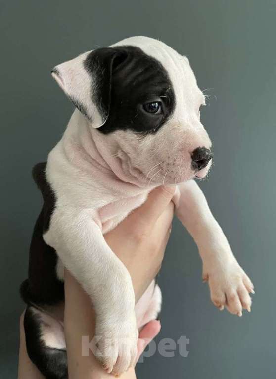 Собаки в Барнауле: Мальчики Стаффики Мальчик, 40 000 руб. - фото 4