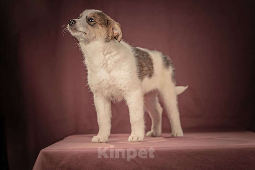 Собаки в Клине: Буэно — ласковый медвежонок с глазами-пуговками, который станет самым преданным и любимым питомцем Мальчик, Бесплатно - фото 5