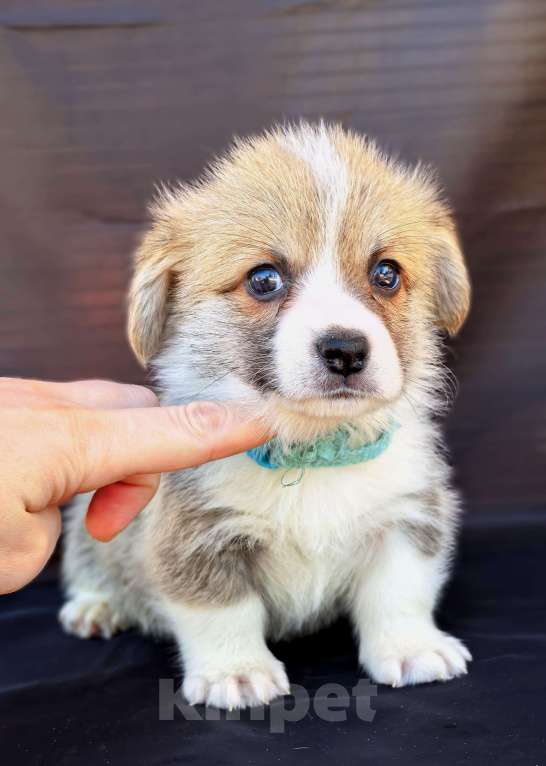 Собаки в Москве: Вельш корги пемброк готов к переезду в апреле Мальчик, 60 000 руб. - фото 7