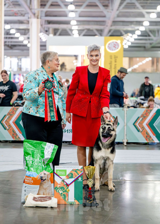 Собаки в Москве: Щенки Восточноевропейской овчарки Девочка, 65 000 руб. - фото 5