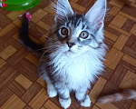 Кошки в Екатеринбурге: Шикарные котята ищут новый дом Мальчик, 5 000 руб. - фото 1