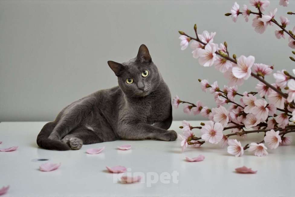 Кошки в Москве: Ищу дом для идеального кота Ластика. Характер прилагается. Мальчик, 500 руб. - фото 2