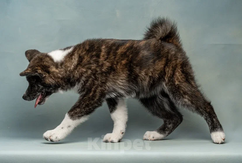 Собаки в Санкт-Петербурге: Таисия Девочка, 70 000 руб. - фото 2