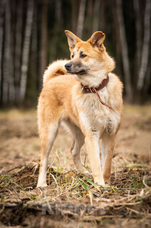 Собаки в Клине: Хеди — настоящая искорка счастья Девочка, Бесплатно - фото 6