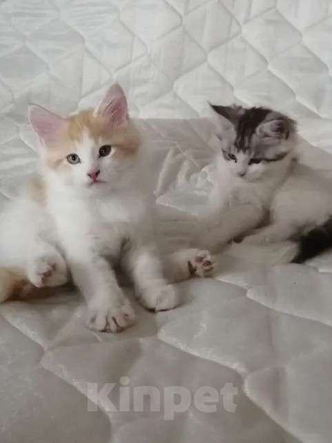 Кошки в Санкт-Петербурге: Рыжий котенок Мейн-Кун  Мальчик, 15 000 руб. - фото 2