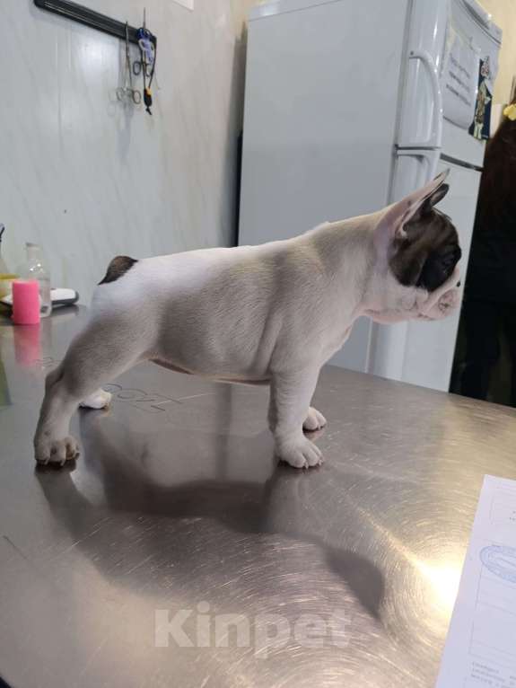 Собаки в Владикавказе: Продаются щенки Французского бульдога от родителей Интерчемпионов!!! Девочка, 90 000 руб. - фото 7