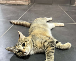 Кошки в Котельнике: Шпротик ищет родителей  Мальчик, Бесплатно - фото 2