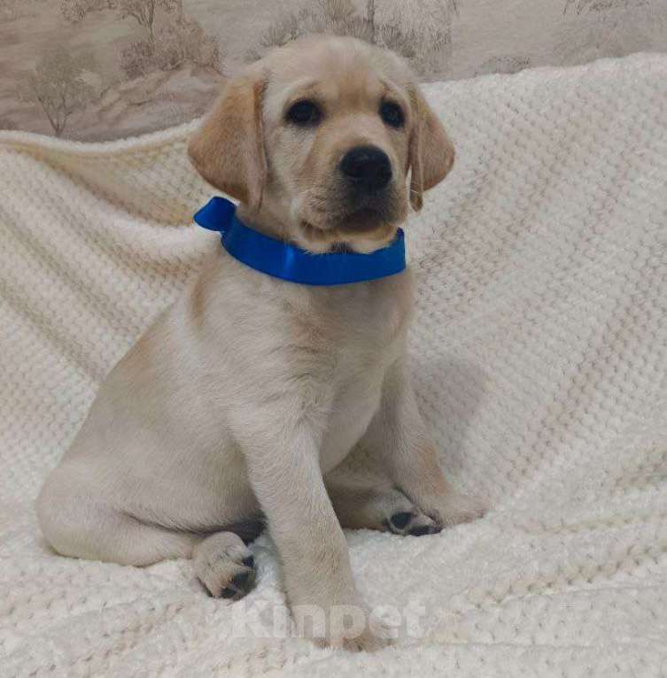 Собаки в Тюмени: Щенки лабрадор ретривер Мальчик, 35 000 руб. - фото 1