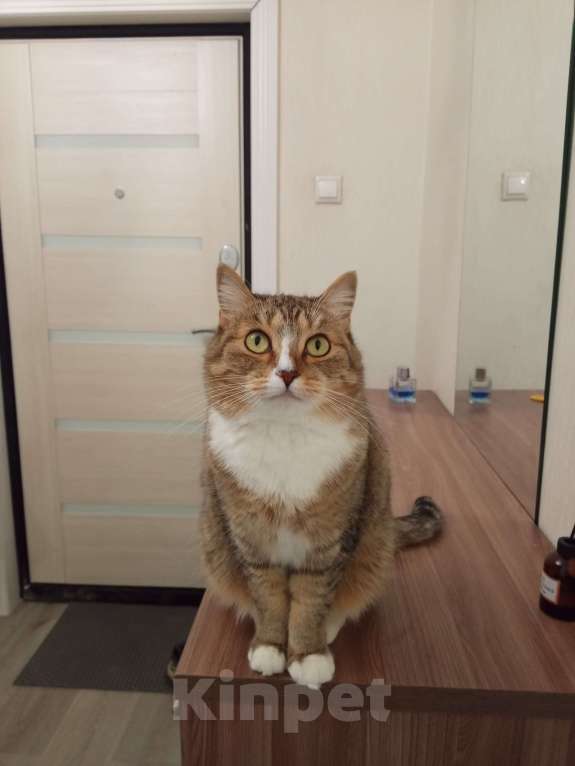 Кошки в Домодедово: Две кошки в добрые руки Девочка, Бесплатно - фото 4