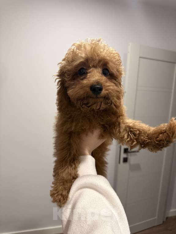 Собаки в Москве: Той-пудель щенок Мальчик, 50 000 руб. - фото 4