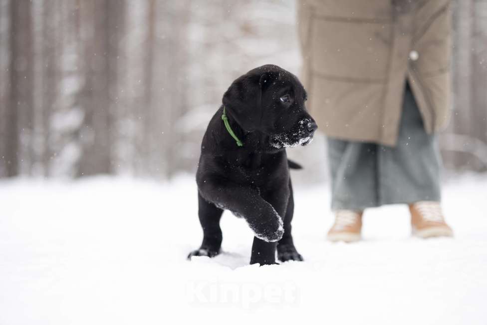 Собаки в Санкт-Петербурге: IRISLAV BINGO Мальчик, 160 000 руб. - фото 4