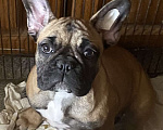 Собаки в Санкт-Петербурге: Очаровательная девочка французского бульдога Девочка, 40 000 руб. - фото 4