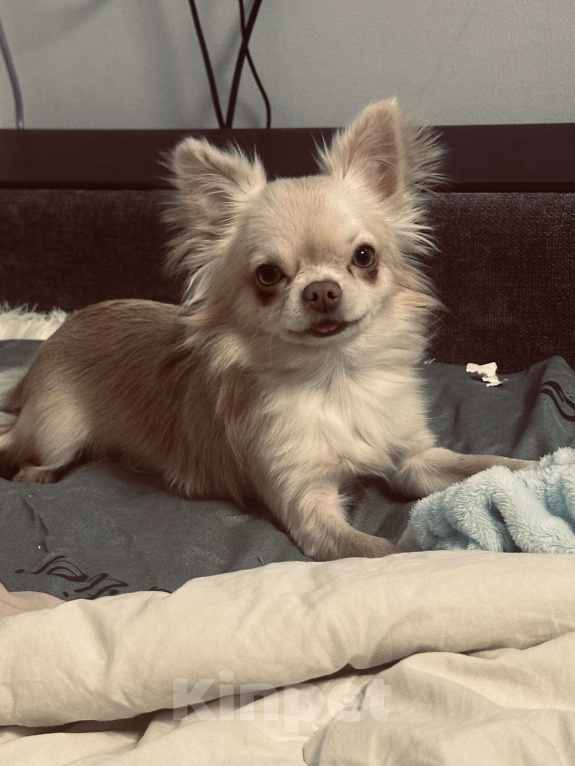Собаки в Москве: Мини чихуахуа на вязку Мальчик, Бесплатно - фото 3