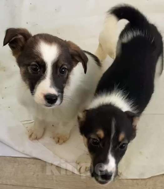 Собаки в Липецке: Щенки из приюта ищут дом Девочка, Бесплатно - фото 1