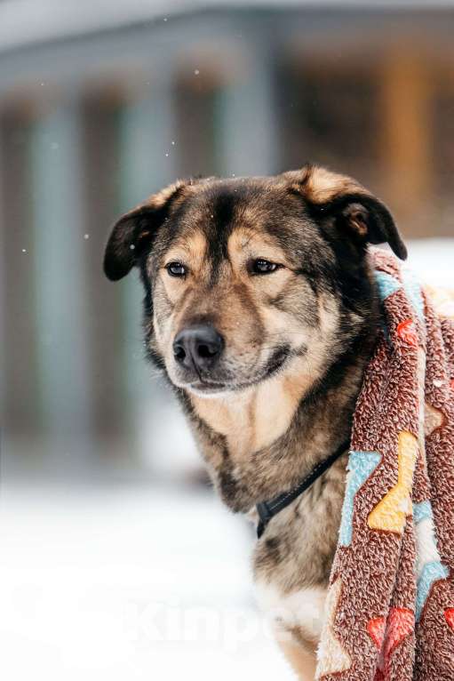 Собаки в Москве: Брутальный Рони в добрые руки Мальчик, Бесплатно - фото 8