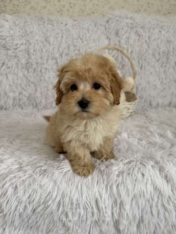 Собаки в Брянске: Щенок мальтипу f1 девочка  Девочка, 110 000 руб. - фото 3