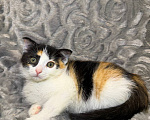 Кошки в Раменском: Котенок девочка 2 месяца Девочка, Бесплатно - фото 1